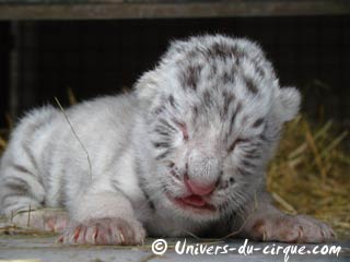 Naissance de 4 bébés tigres blancs au cirque Maximum