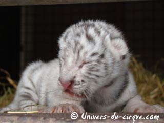 Naissance de 4 bébés tigres blancs au cirque Maximum