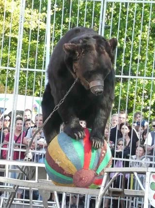 Foire du Creusot: le cirque fait le bonheur du publi