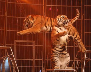 Féerie avec le cirque Amar dès demain à Carcassonne