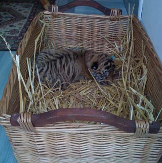 Naissance d'un tigre au Cirque Joseph Bouglione