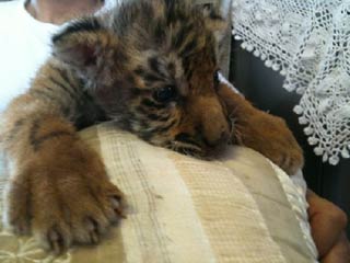 Naissance d'un tigre au Cirque Joseph Bouglione