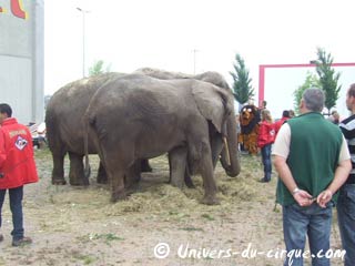 Les éléphants du Cirque Medrano ont pris leur petit déjeuné à Haguenau
