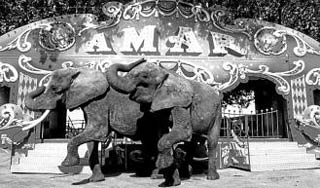 Le Cirque Amar, un géant de 85 ans s'installe à Carcassonne