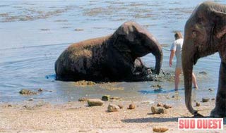 Saint-Trojan-les-Bains: un éléphant du Cirque Pinder trompé par la vase durant l'été