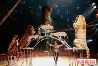  Un cirque dans la tradition: le Cirque de Venise