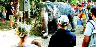 Chez les Grss, l'amour du cirque passe de père en fils