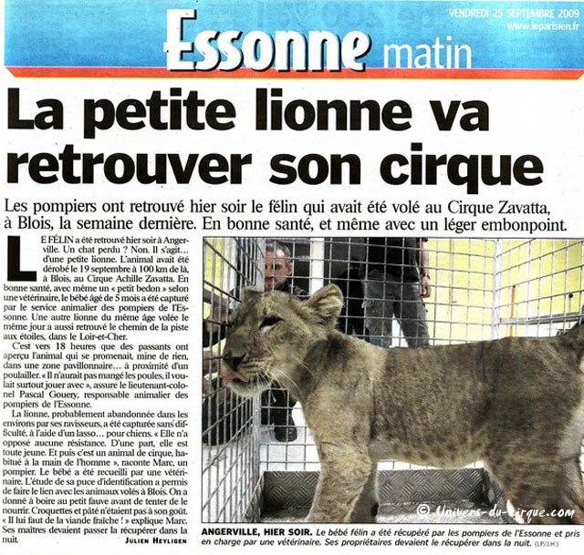 Essonne : la petite lionne du Cirque Zavatta fils retrouvée à Angerville