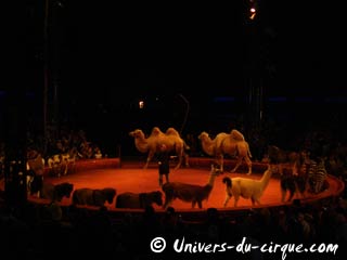 Répétitions publiques au Cirque Arlette Gruss: l'occasion de découvrir l'envers du décor