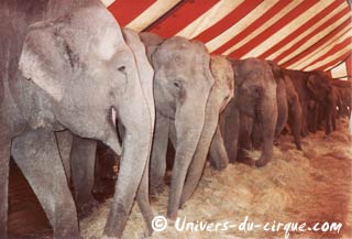 Trentième anniversaire de la première tournée en France de l'American Circus Togni (04)
