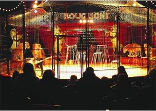 Evreux: la piste du cirque Joseph Bouglione se dévoile