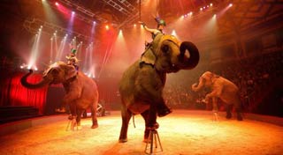 Amiens: la magie du cirque Arlette Gruss