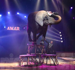 Cirque Amar à Draguignan: rêver les yeux ouverts