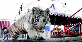 Le cirque Amar plante son chapiteau à Nîmes jusqu'au 18 novembre