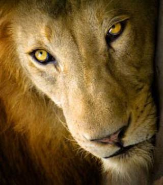 Allemagne: ils volent une camionnette occupée par un lion