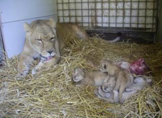 4 naissances de fauves à la ménagerie du Cirque de Rome