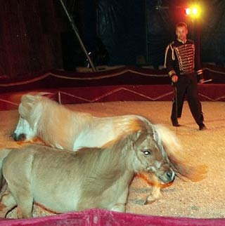 Vitrolles: dans les coulisses du cirque Zavatta
