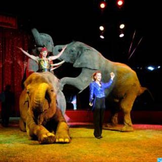 Le cirque Medrano pose son chapiteau et ses éléphants à Caudry aujourd'hui