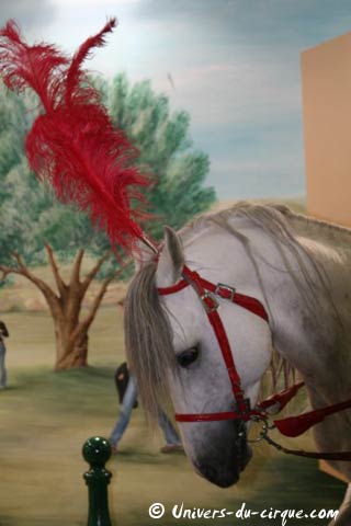 Instants de vie quotidienne au cirque Claudio Zavatta