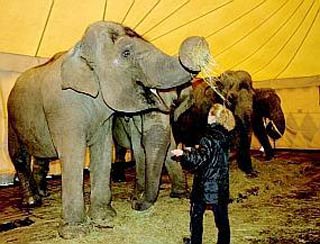 Lens: dans les coulisses du cirque Medrano: une organisation 