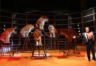 Le cirque Amar propose son 