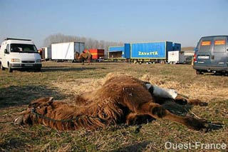 Pays de Loire: la chamelle Chouca échappe à la mort