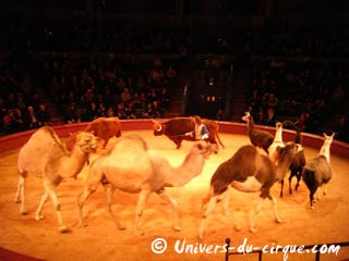 Marne: les représentations du Cirque Educatif de Reims se poursuivent jusqu'au 31 janvier 2010