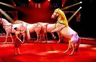 Lille: on voit la fête en grand pour les 25 ans du cirque Arlette Gruss