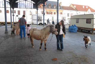 Maubourguet: les animaux du cirque