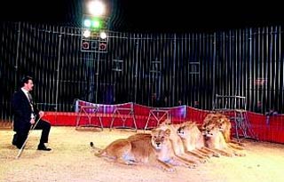 Le lion blanc du cirque Claudio Zavatta vient rugir à Lunel-Viel