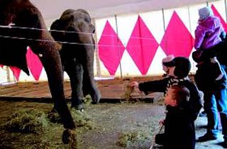 Lille: le cirque Arlette Gruss dévoile ses coulisses aux bambins