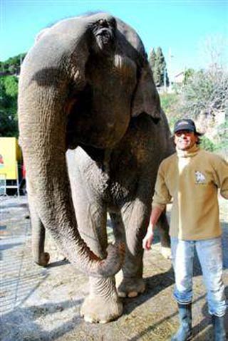 Cirque Pinder: deux éléphants menacés de saisie