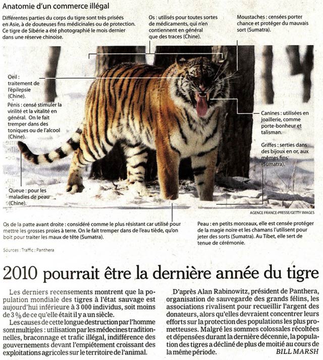 Les tigres menacés de disparition dans la nature