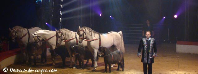 Carnet rose: naissance d'un poulin au sein de la ménagerie du cirque Amar