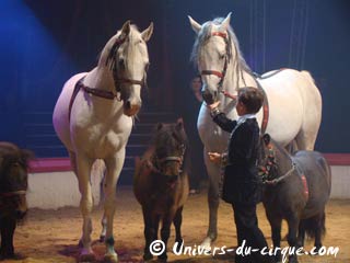 Carnet rose: naissance d'un poulin au sein de la ménagerie du cirque Amar
