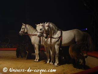 Carnet rose: naissance d'un poulin au sein de la ménagerie du cirque Amar
