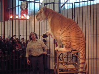 Le plein d'attractions au Musée du Cirque et de l'Illusion
