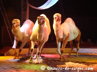 Le cirque Zavatta fils à Epinal du 03 au 07 avril 2010