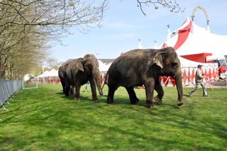 Une nouvelle maison pour les éléphantes du cirque Arlette Gruss