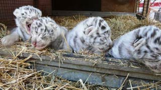 Naissance de 4 tigres blancs au sein de la ménagerie du cirque Maximum