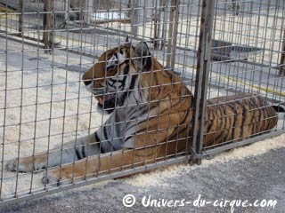 Dijon: l'arche du cirque Pinder prend possession du parking du Parc des Expositions