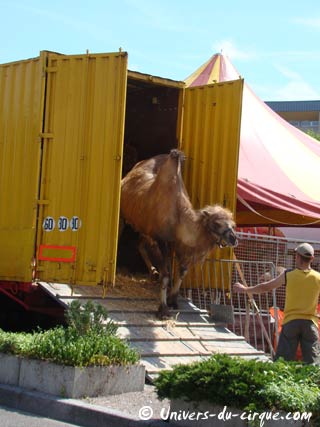 Dijon: l'arche du cirque Pinder prend possession du parking du Parc des Expositions