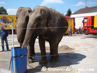 Dijon: l'arche du cirque Pinder prend possession du parking du Parc des Expositions