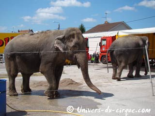 Dijon: l'arche du cirque Pinder prend possession du parking du Parc des Expositions