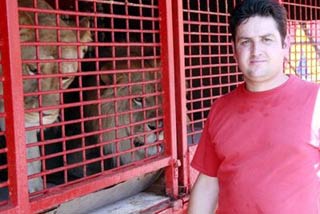 Hirson: le cirque Roger-Lanzac est présent ce week-end: dans la cage aux fauves