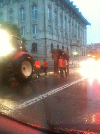 Zurich: un éléphant du cirque Knie trompe son monde en ville