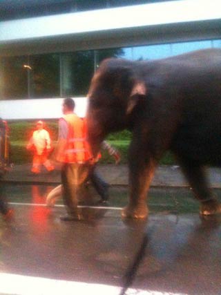 Zurich: un éléphant du cirque Knie trompe son monde en ville