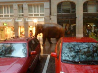 Zurich: un éléphant du cirque Knie trompe son monde en ville