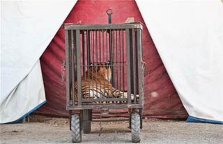 Visite privée du cirque Arlette Gruss à Colmar: le cirque côté zen