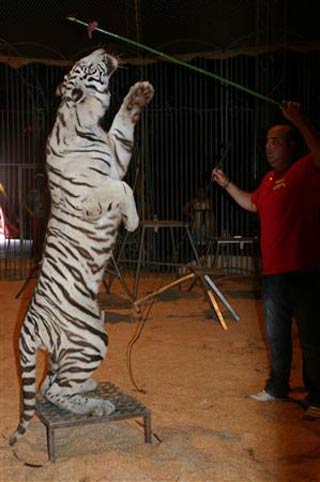 Chalon sur Saone: dans la pure tradition du cirque Zavatta fils de la famille Cagniac
